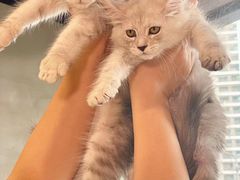 -十年猫舍·猫咪专门店(普陀店)
