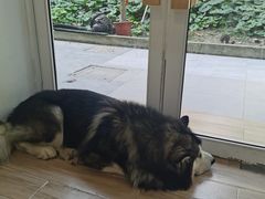 -李小姐の猫咖啡馆(五角场店)