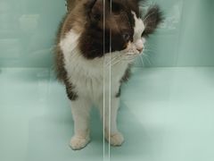-猫宠乐园·专业洗护