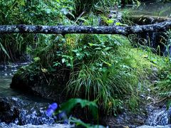 -五营红松林海景区