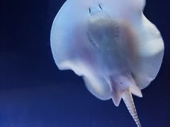 -上海海洋水族馆