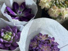 -中环花鸟鱼虫市场