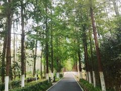 -合肥滨湖国家森林公园