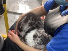 -宠福鑫康馨动物医院·骨科·眼科