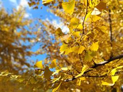 -长白岛森林公园