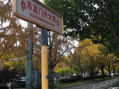 -三里屯东五街银杏大道