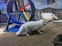 -芜湖新华联大白鲸海洋公园