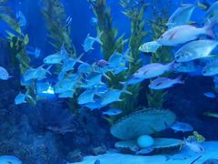 -芜湖新华联大白鲸海洋公园