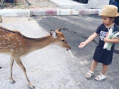 -清迈夜间动物园