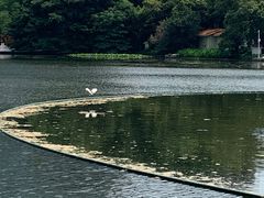 -荔枝公园(福田区)