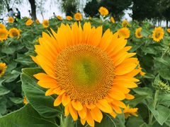 -艾溪湖湿地公园