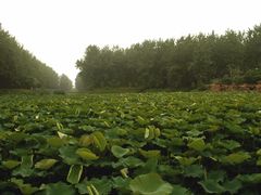 -合肥滨湖国家森林公园