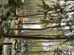 -合肥滨湖国家森林公园