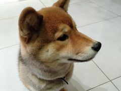 -柴务处·柴犬主题狗咖