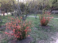 -上海共青森林公园