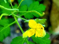 -云岫谷游猎自然风景区