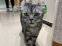 -藏猫猫咖啡主题馆(中央大道店)