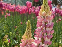 -石家庄市植物园