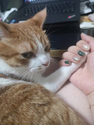 -柚子•猫美睫美甲