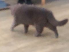 -猫咪咖啡·猫咖(万达广场店)