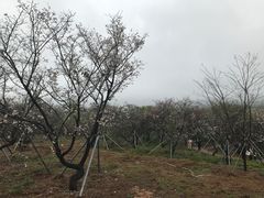 -天适樱花悠乐园