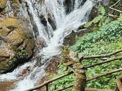-莫里热带雨林景区