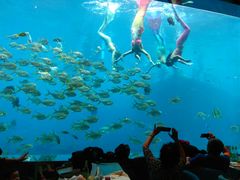 -瑞德姆美人鱼海底演艺主题餐厅(亚龙湾店)