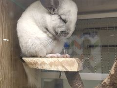 -藦茜花园宠物主题亲子互动体验馆(国顺东路店)