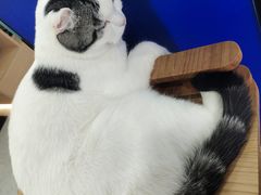 -喵园·猫主题咖啡厅·撸猫·猫咖(国贸店)