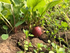 -万源龙顺度假庄园生态观光园