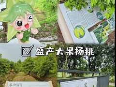 -长洲岛