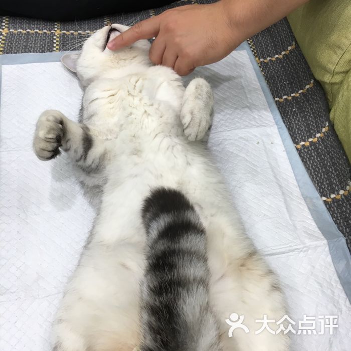 悅寵 愛牧家動物醫院