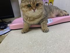 -芭比堂动物医院广州顽皮分院