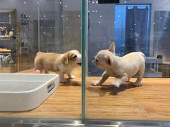 -狗道宠物(常熟印象城店)