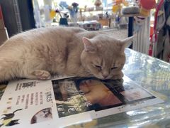 -平行世界·猫咖(首经贸店)