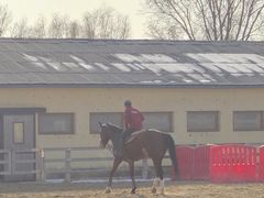 -北京群众马术培训基地