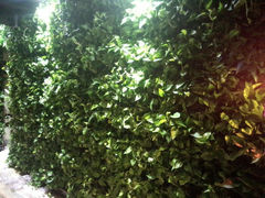 android_upload_pic-阿元烧鹅(文明路店)