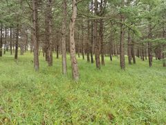 -塞罕坝国家级自然保护区