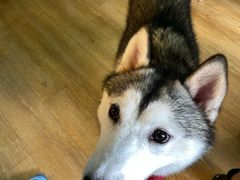 -Husky Go! 哈士奇体验馆·宠物咖啡厅狗咖