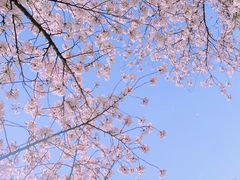 -苏州上方山国家森林公园