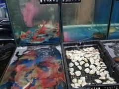 -蚝专家