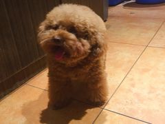 -more than meow吴止猫主题餐厅(承德 中船汇店)