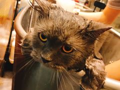 -PETKIT小佩宠物(古北店)
