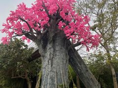 -天适樱花悠乐园