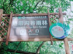 -西双版纳原始森林公园