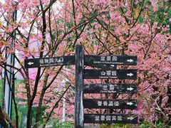 -南山植物园