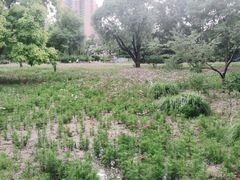 -莲花池公园