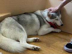 -Husky Go! 哈士奇体验馆·宠物咖啡厅狗咖