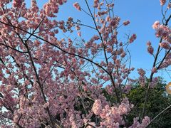 -顾村公园