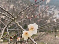 -香雪海